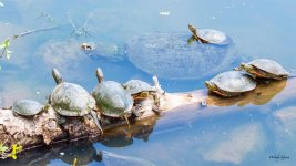 SnappingPaintedTurtles-400.jpg