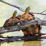Turtles-415.jpg