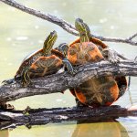 Turtles-416.jpg