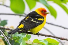 WesternTanager-400.jpg