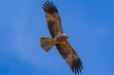 Hawks 2.jpg