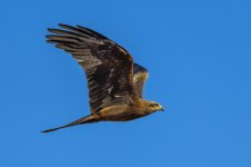 Hawks.jpg