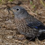Bluebird6.jpg