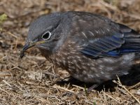 Bluebird7.jpg