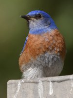 Bluebird14.jpg