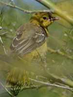 Oriole.jpg
