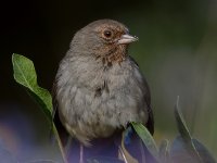 Towhee.jpg