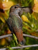 Hummer6.jpg