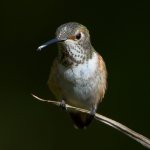 Hummer17.jpg