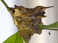 Hummer.jpg