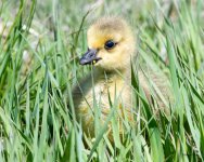 Gosling-450.jpg