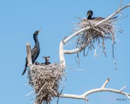 CormorantNeighbors-450.jpg