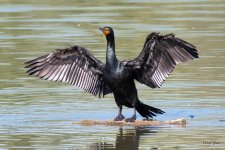 Cormorant-450.jpg