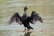 Cormorant-451.jpg