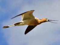 _ROY3160_00001.jpg