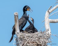 CormorantFeeding-400.jpg
