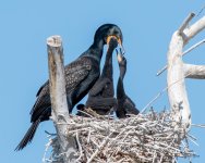 CormorantFeeding-401.jpg