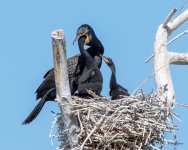 CormorantFeeding-402.jpg