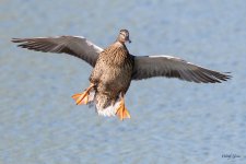 MallardLanding-400.jpg