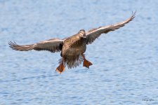 MallardLanding-401.jpg