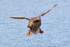 MallardLanding-402.jpg