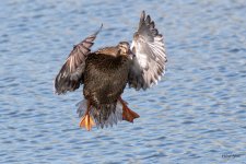 MallardLanding-403.jpg