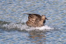 MallardLanding-404.jpg