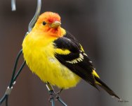 WesternTanager-403.jpg