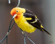WesternTanager-404.jpg