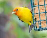 WesternTanager-405.jpg
