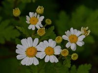 WhiteFlower.jpg