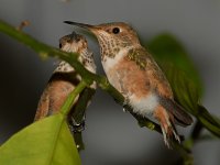 Hummer2.jpg