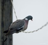 D7200-0591.jpg