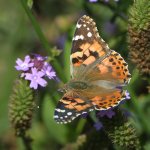 PaintedLady2.jpg