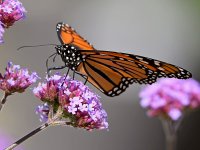 Monarch6.jpg