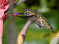 Hummer11.jpg
