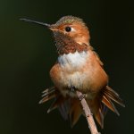 Hummer2.jpg