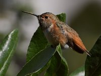 Hummer23.jpg