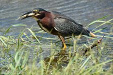 _DSC2248 low res.jpg