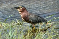 _DSC2249 low res.jpg