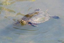 TurtleSwim-410.jpg