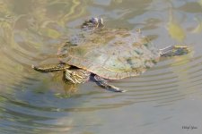 TurtleSwim-412.jpg