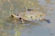 TurtleSwim-411.jpg