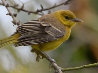 Oriole2.jpg