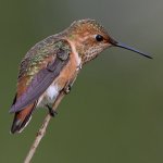 Hummer4.jpg