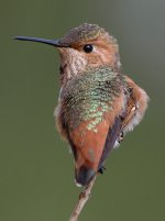 Hummer7.jpg