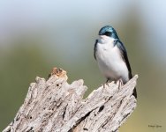 TreeSwallow-410.jpg