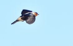 _ROY3425_00001.jpg