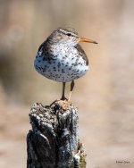 SpottedSandpiper-405.jpg
