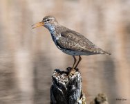 SpottedSandpiper-406.jpg